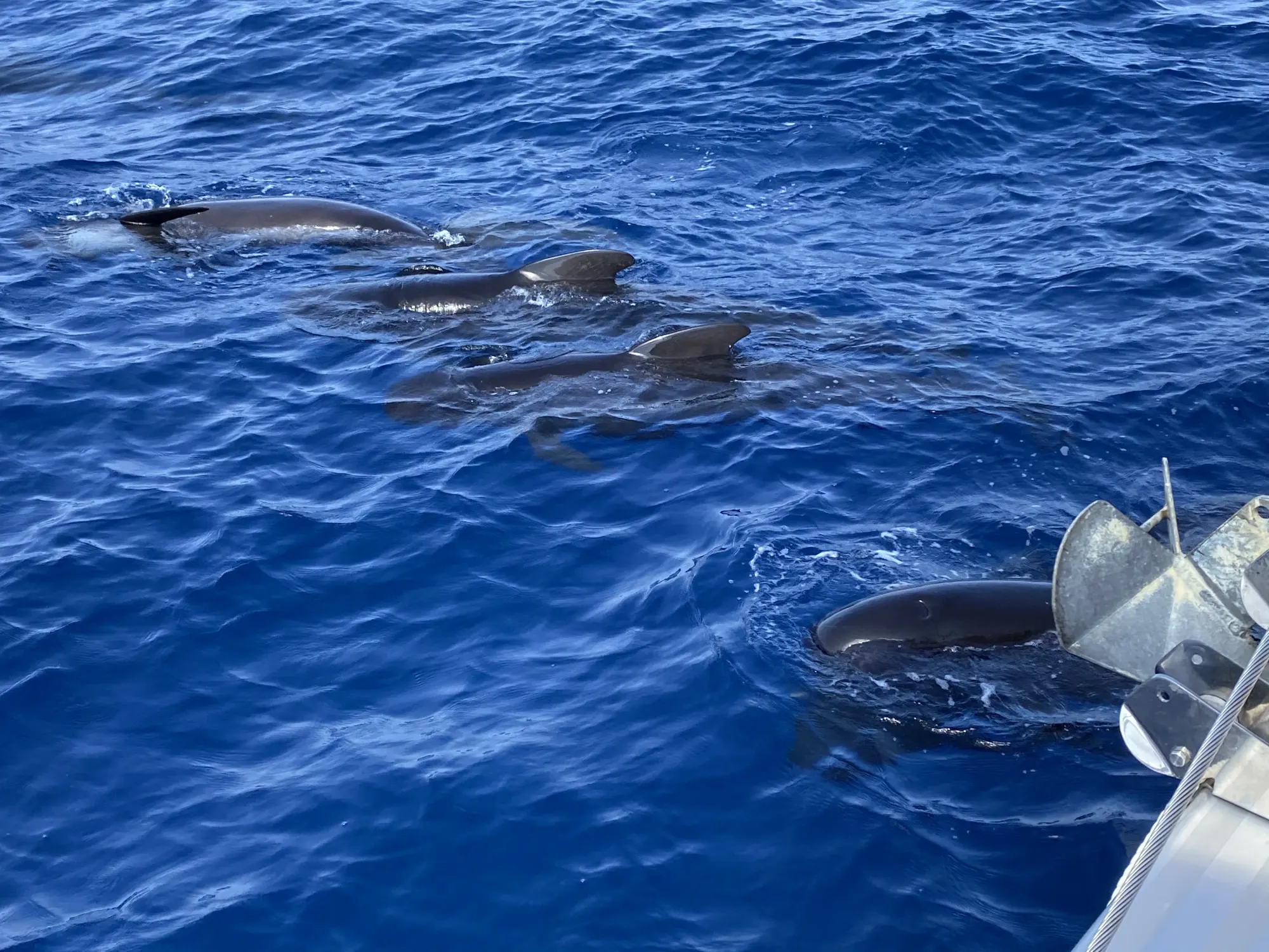 Pilot whales surfacing beside Pascal